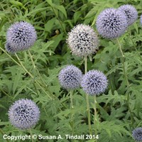 Echinops Ritro Perennial Plant 9cm Pot - Set of 3