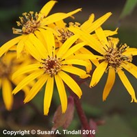 Ligularia Dentata Desdemona Perennial Plant in a 9cm Pot
