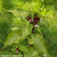 Leycesteria 'Golden Lanterns' - 4L Pot