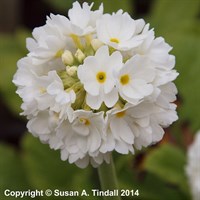 Primula Denticulata Alba Perennial Plant 9cm Pot - Set of 3