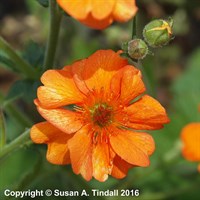 Geum Princes Juliana Perennial Plant in a 9cm Pot