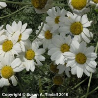 Anthemis Punctata Cupaniana Perennial Plant 9cm Pot - Set of 3