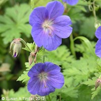 Geranium Johnsons Blue Perennial Plant 9cm Pot - Set of 3