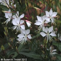 Gaura Lind Whirling Butterflies Perennial Plant 9cm - Set of 3