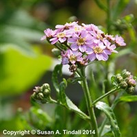 Achillea Love Parade Perennial Plant 9cm Pot - Set of 3