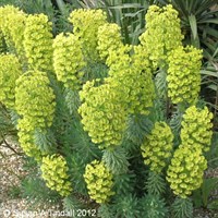 Euphorbia Ch Wulfenii Perennial Plant 2L Pot - Set of 3