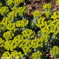 Euphorbia Myrsinites Perennial Plant 9cm - Set of 3