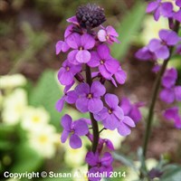 Erysimum Bowles Mauve Perennial Plant 2L Pot - Set of 3