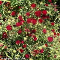 Knautia Mac Melton Pastels Perennial Plant 9cm Pot - Set of 3