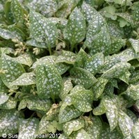 Pulmonaria Off. Sissinghurst White Perennial Plant 2L Pot - Set of 3
