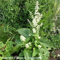 Salvia Argentea Perennial Plant in a 9cm Pot