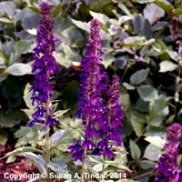 Lobelia Hadspen Purple Perennial Plant 9cm Pot - Set of 3