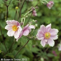 Anemone Hyb September Charm Perennial Plant 2L Pot - Set of 3