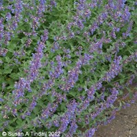 Nepeta Six Hills Giant Perennial Plant 2L - Set of 3