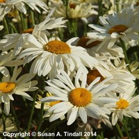 Leucanthemum Broadway Lights Perennial Plant 2L Pot - Set of 3