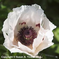 Papaver Orientale Royal Wedding Perennial Plant in a 9cm Pot
