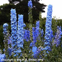 Delphinium Pac Blue Bird Perennial Plant 9cm Pot - Set of 3