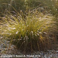 Carex Testacea Perennial Plant in a 9cm Pot