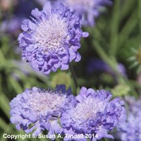 Scabiosa Butterfly Blue Perennial Plant 2L - Set of 3