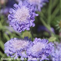 Scabiosa Butterfly Blue Perennial Plant 9cm Pot - Set of 3