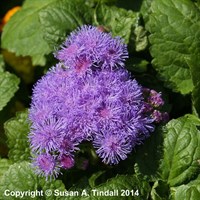Ageratum F1 Hybrid 6 Pack Boxed Bedding
