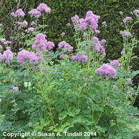 Thalictrum Delavayi Perennial Plant 9cm Pot - Set of 3