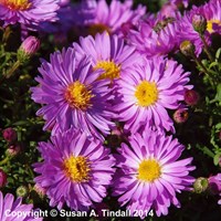 Aster Little Pink Beauty Perennial Plant 9cm Pot - Set of 3