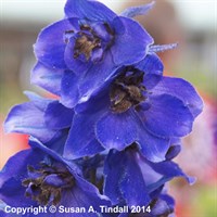 Delphinium Black Knight Perennial Plant 2L Pot - Set of 3