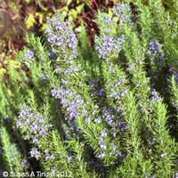 Rosmarinus Officinalis Tuscan Blue - 3L Pot