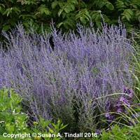 Perovskia Little Spire Perennial Plant in a 9cm Pot