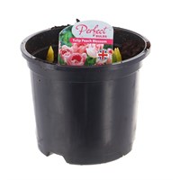 Tulip Peach Blossom 10.5cm Pot Bedding Bulbs