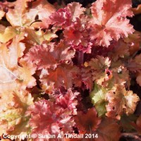 Heuchera Marmalade Perennial Plant 2L - Set of 3