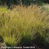 Molinia cae Variegata Perennial Plant in a 9cm Pot