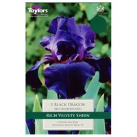Taylors Bulbs Iris Black Dragon (Single Pack) (TS851)