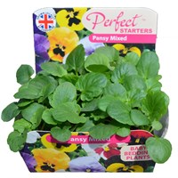 20 pack of Perfect Starters Pansy Mixed Plug Plants