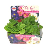 20 pack of Perfect Starters Polyanthus Crescendo Plug Plants