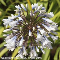 Agapanthus Enigma Perennial Plant in a 9cm Pot
