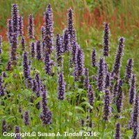 Agastache Black Adder Perennial Plant 2L - Set of 3