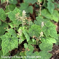 Tiarella Wherryi Perennial Plant in a 9cm Pot