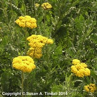 Achillea Cloth Of Gold Perennial Plant 9cm Pot - Set of 3