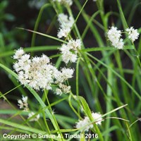 Luzula Nivea Perennial Plant in a 9cm Pot
