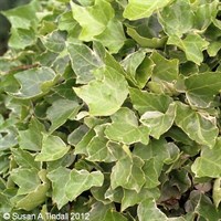 Hedera helix Glacier in a 3L Deep Pot Climber Plant