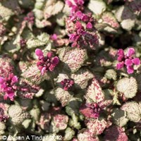 Lamium Maculatum Beacon Silver Perennial Plant 9cm Pot - Set of 3