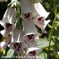 Digitalis Pams Choice Perennial Plant 9cm Pot - Set of 3