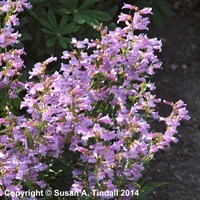 Penstemon Heavenly Blue Perennial Plant 2L Pot - Set of 3