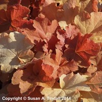 Heuchera Caramel (PBR) Perennial Plant 2L Pot - Set of 3