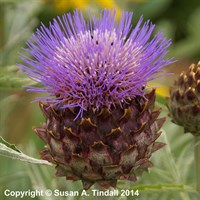 Cynara Cardunculus Perennial Plant 2L Pot - Set of 3