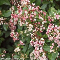 Viburnum tinus 'Eve Price' - 4L Pot