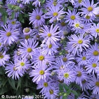 Aster Frikartii Monch Perennial Plant 2L - Set of 3