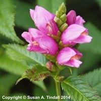 Chelone Obliqua Perennial Plant 9cm Pot - Set of 3